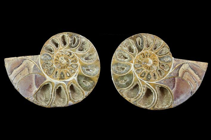 Cut & Polished, Agatized Ammonite Fossil - Jurassic #100529